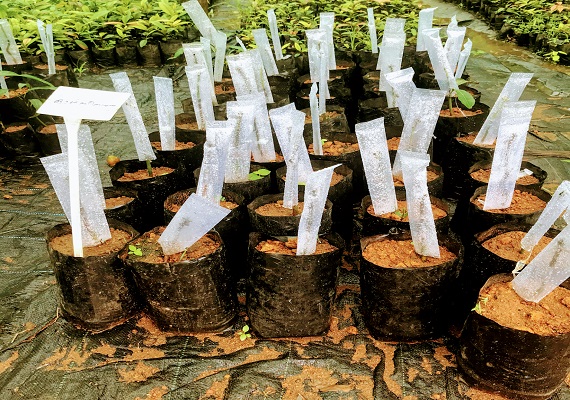 Trending new organic House plant .best online plant nursery in Thrissur , Kerala. Online plant selling. Budget Farm.