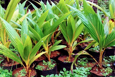 Trending new organic House plant .best plant nursery in Thrissur , Kerala. Online plant selling. Budget Farm.