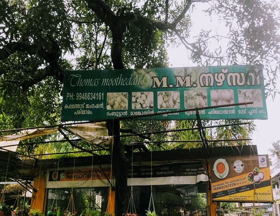 Trending new organic House plant .best online plant nursery in Thrissur , Kerala. Online plant selling. Budget Farm.