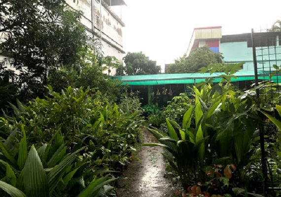 Trending new organic House plant .best online plant nursery in Thrissur , Kerala. Online plant selling. Budget Farm.