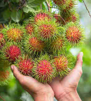 Rambuttan a tropical fruit plant with rich vitamins and minerals . sweet and juicy little package.intensify red blood cells.
