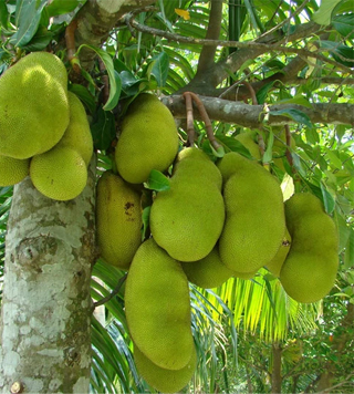 Jackfruit the best tropical fruit plant .High quality seed from the best online plant nursery in Kerala.
