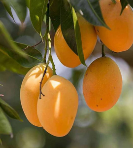 A pair of organic fruit mango  , The best tropical plant fruit from the best tropical plant nursery  near Kochi .