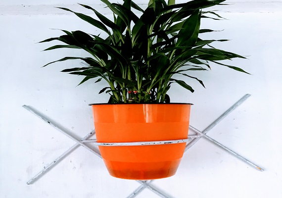 Trending new organic House plant .best online plant nursery in Thrissur , Kerala. Online plant selling. Budget Farm.