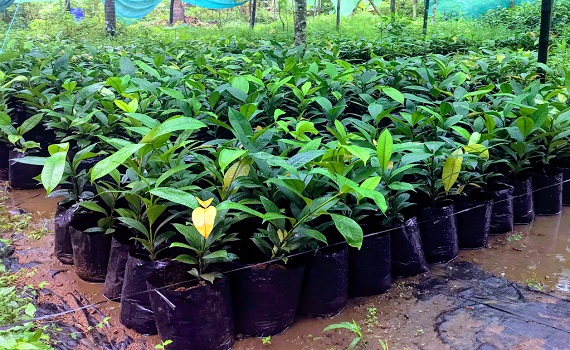 Discount advertisement of new organic indoor plant .best online plant nursery in Thrissur , Kerala. Online plant selling.