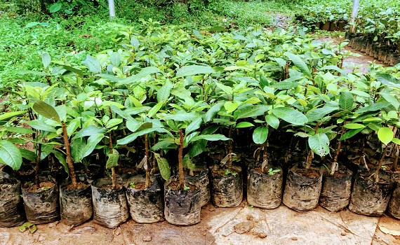 Trending new organic  House  plant .best online plant nursery in Thrissur , Kerala. Online plant selling. Budget Farm.