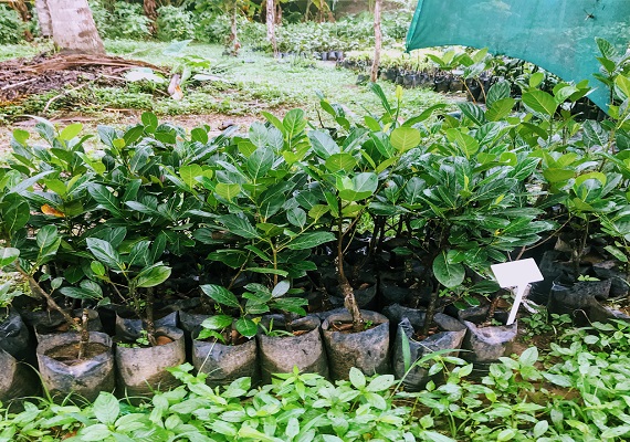 Trending new organic House plant .best online plant nursery in Thrissur , Kerala. Online plant selling. Budget Farm.